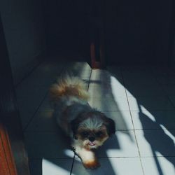 High angle view of dog at home