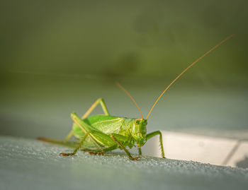 Close-up of insect on leaf