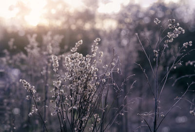 Close-up of flowering plant on field