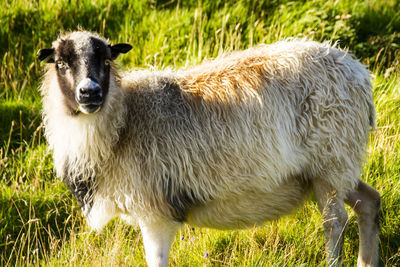 Sheep standing in a field