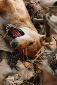 Close-up of dog on field