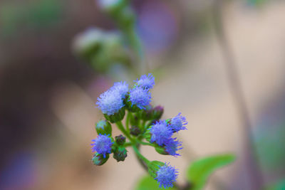 Close-up of purple flower