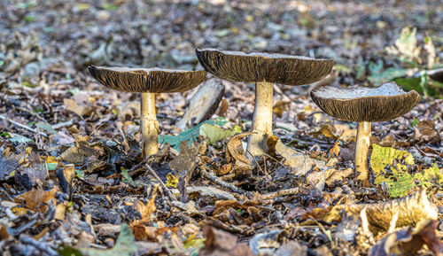 Close up low level view of wild british woodland mushrooms