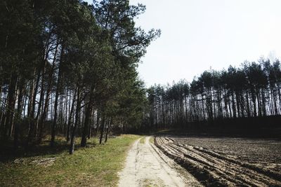 Road amidst trees in forest against sky