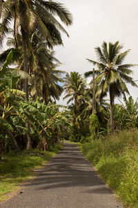 Road amidst palm trees against sky