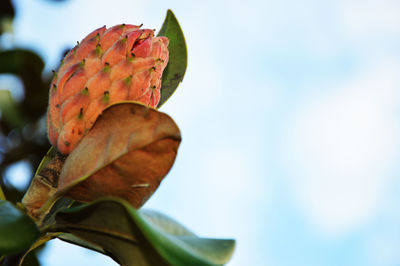 Close-up of autumn leaf against sky