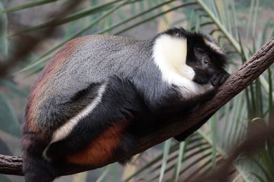 Close-up of insect on plant