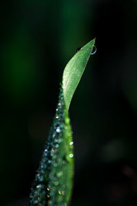 Close-up of raindrops on leaf