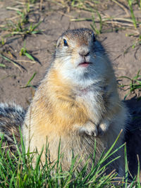 Large gopher is sitting near its hole and looking at the camera