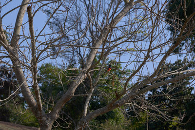 Low angle view of bare tree against sky