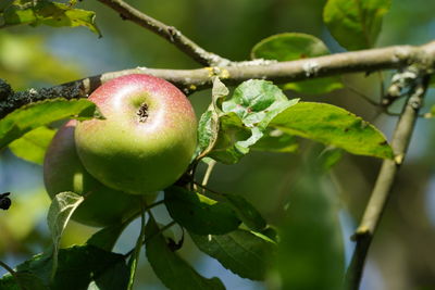 Close-up of apples on tree