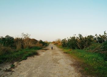 Rear view of dog walking on dirt road against clear sky