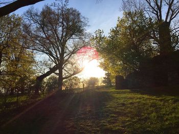 Sun shining through trees