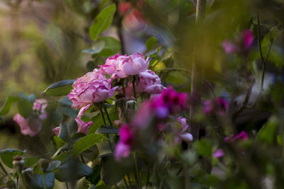 Close-up of pink flowering plant