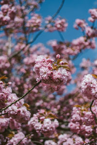 Close-up of cherry blossom