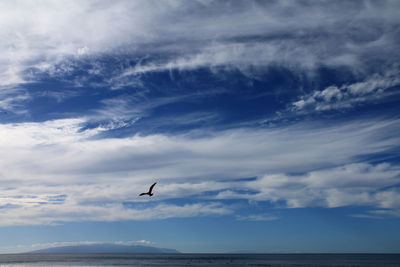 Silhouette bird flying over sea against sky