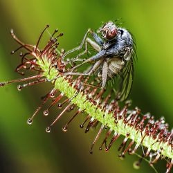 Close-up of caterpillar on plant