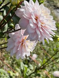 flowering plant