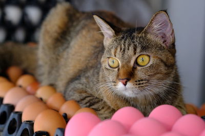 Close-up portrait of tabby cat