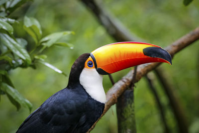 Close-up of bird perching on branch