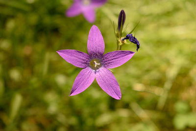 Close-up of insect on purple flowering plant