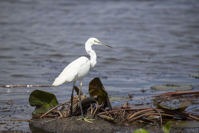 Birds perching on a lake