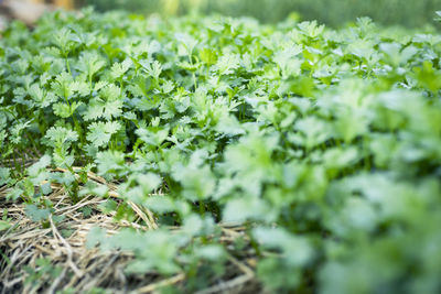 Close-up of fresh green leaves