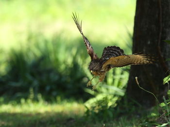 Bird flying in a sunlight
