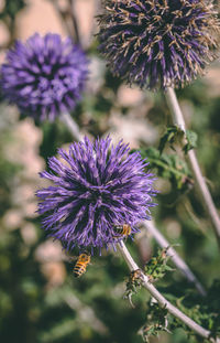 Close-up of purple thistle flowers on field