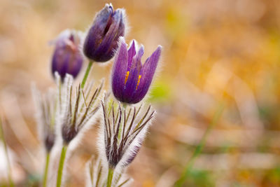 Close-up of purple flower