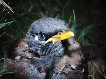 Close up of bird