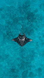 High angle view of turtle in swimming pool