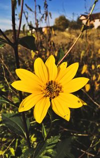 Close-up of yellow flower blooming outdoors