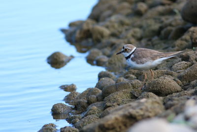 Killdeer perching on rocks by river