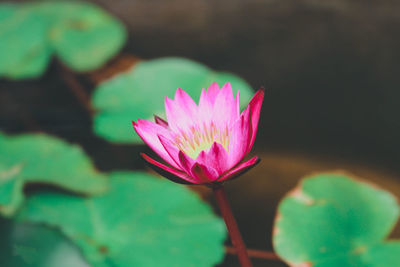 Close-up of pink lotus water lily in pond