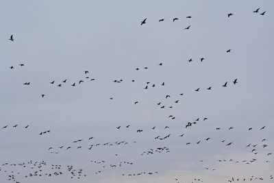 Low angle view of birds flying in the sky