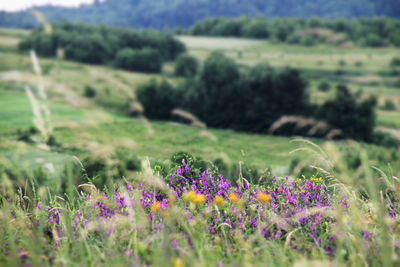 Close-up of wildflowers growing in field