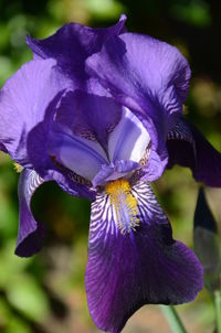 Close-up of purple iris blooming outdoors