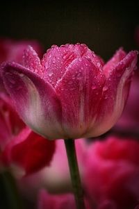 Close-up of pink flowers