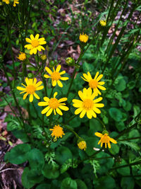 High angle view of yellow flowering plant on field