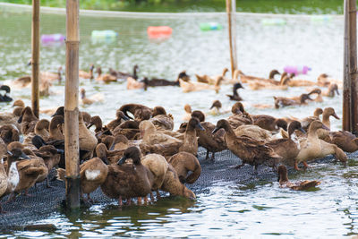 Flock of birds in lake