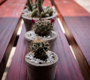 High angle view of potted plants on table