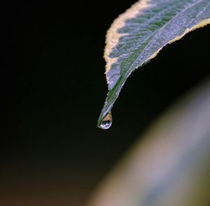 Close-up of raindrops on leaves