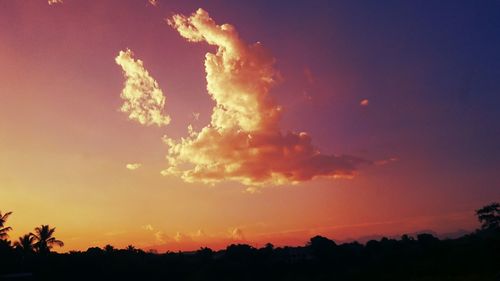 Silhouette of trees at sunset