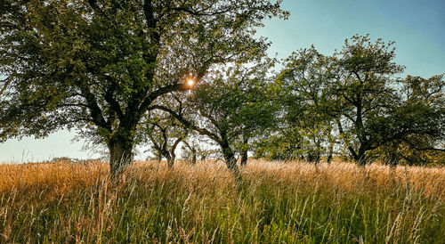 Trees on field against sky