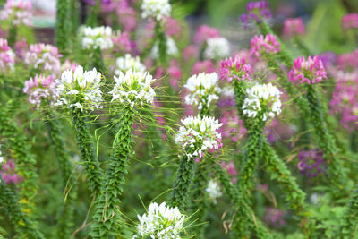 Close-up of pink flowering plants