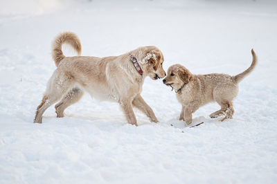 Two golden retrievers run and play in the white snow