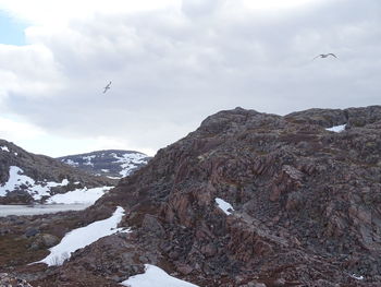 Seagull flying over mountain against sky