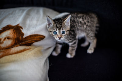 Portrait of tabby kitten