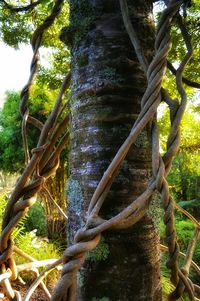 Trees in forest